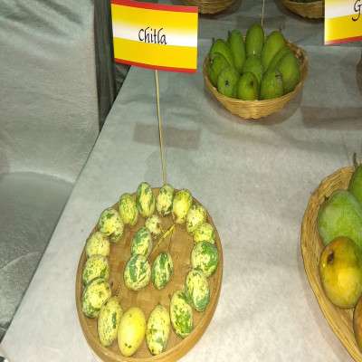 Mango Festival Tours